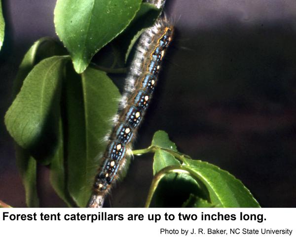 Thumbnail image for Forest Tent Caterpillar